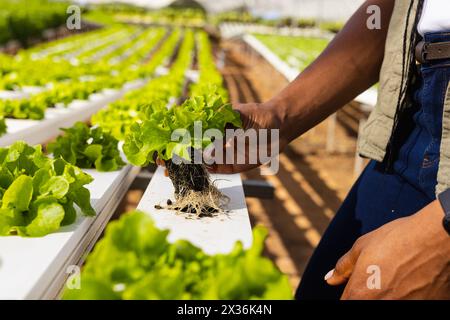 Jeune agricultrice afro-américaine examinant de la laitue dans une serre d'une ferme hydroponique Banque D'Images