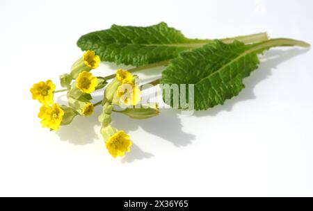 Schluesselblume, Primula veris, officinalis, ist eine Heilpflanze mit schoenen gelben Blueten und waechst Wild. Cowslip, Primula veris, officinalis, i Banque D'Images