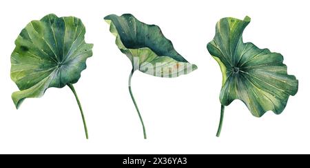 Réaliste, lotus, feuille, fleurs, feuilles, illustrations, peintes à la main, fleur d'eau rose, nénuphar, graines, peinture botanique, invitation florale Banque D'Images