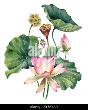 Ensemble de fleurs de Lotus, aquarelle, réaliste, feuilles illustrations, peint à la main, fleur d'eau rose, nénuphar, graines, peinture botanique, floral, spa Banque D'Images
