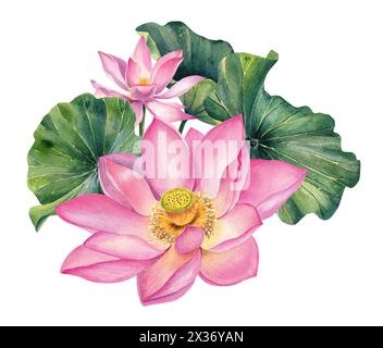 Ensemble de fleurs de Lotus, aquarelle, réaliste, feuilles illustrations, peint à la main, fleur d'eau rose, nénuphar, graines, peinture botanique, floral, spa Banque D'Images