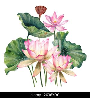 Ensemble de fleurs de Lotus, aquarelle, réaliste, feuilles illustrations, peint à la main, fleur d'eau rose, nénuphar, graines, peinture botanique, floral, spa Banque D'Images