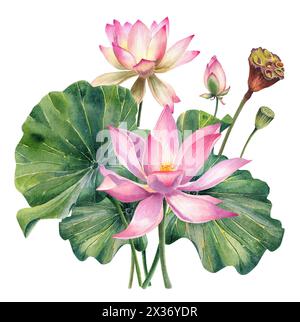 Ensemble de fleurs de Lotus, aquarelle, réaliste, feuilles illustrations, peint à la main, fleur d'eau rose, nénuphar, graines, peinture botanique, floral, spa Banque D'Images