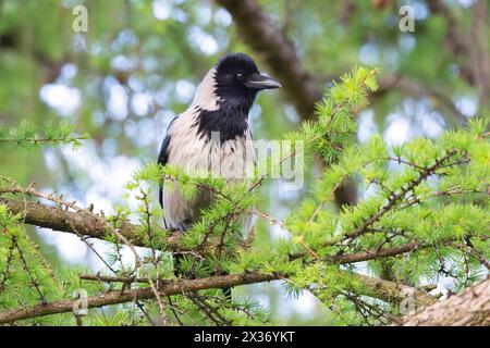 Corbeau à capuche perché dans un mélèze (Corvus corone cornix) Banque D'Images