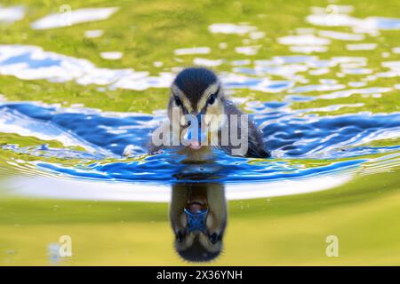 Reflets de canard colvert mignon nageant sur l'eau, canard nouveau-né sur l'étang (Anas platyrhynchos) Banque D'Images