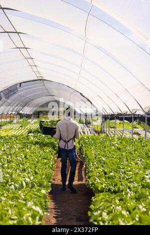 Jeune agriculteur afro-américain marchant à travers la ferme hydroponique dans la serre, espace de copie Banque D'Images