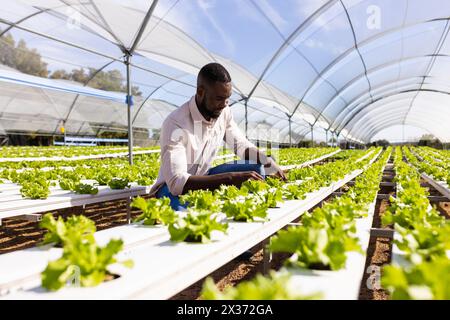 Un jeune agriculteur afro-américain vérifie des plantes dans une serre sur une ferme hydroponique Banque D'Images