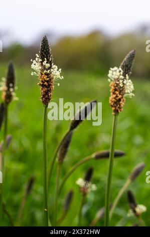 Fleurs de Plaintain à l'armoise nervurée, Plantago lanceolata, près de Herstmonceux, Angleterre Banque D'Images