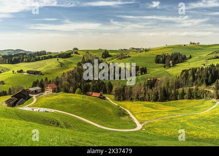 Paysage vallonné dans l'Appenzellerland avec des fermes et des prairies de pissenlits au printemps, canton d'Appenzell Innerrhoden, Suisse Banque D'Images