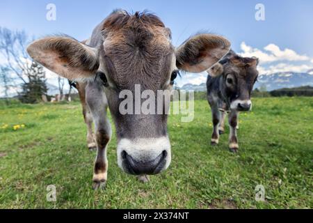 jeunes vaches au pâturage Banque D'Images