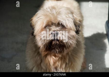 Un Shih Tzu brun regardant directement la caméra, a un long manteau moelleux brun et les yeux masqués par sa longue fourrure. Banque D'Images