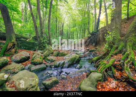 Crique de forêt verte, ruisseau des montagnes des Alpes. Beau flux d'eau, paysage naturel de roches moussues colorées ensoleillées. Étonnant ruisseau relaxant paisible Banque D'Images