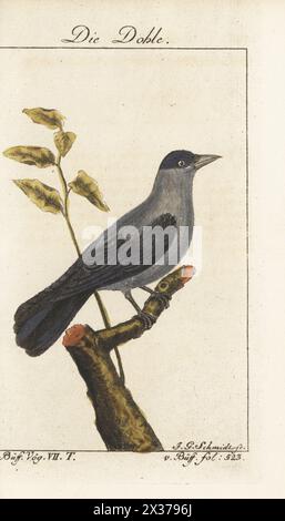 Jackdaw occidentale, jackdaw eurasienne ou jackdaw européenne, Coloeus monedula. Die Dohle, la Choucas, Monedula, Corvus monedula, Monedula lupus. Gravure sur cuivre colorée à la main par Johann Gottlieb Schmidt d’après une illustration de François-Nicolas Martinet de l’édition de Bernhard Christian Otto de Naturgeschichte der Vogel, histoire naturelle des oiseaux du Comte de Buffon, Ben Joachim Pauli, Berlin, 1781. Banque D'Images