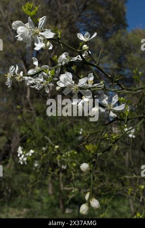 Une branche d'orange trifoliée (Citrus trifoliata) recouverte de fleurs blanches fraîches et d'énormes épines (verticales) Banque D'Images