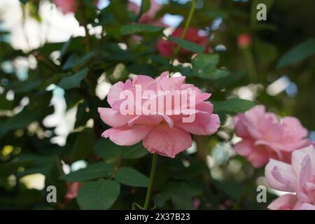 Gros plan de Rose English Rosa Queen Elizabeth Florering Rose Banque D'Images