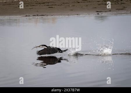 Pied Cormorant, décollant de l'estuaire de Waimea, Waikanae, Wellington, Île du Nord, Nouvelle-Zélande Banque D'Images