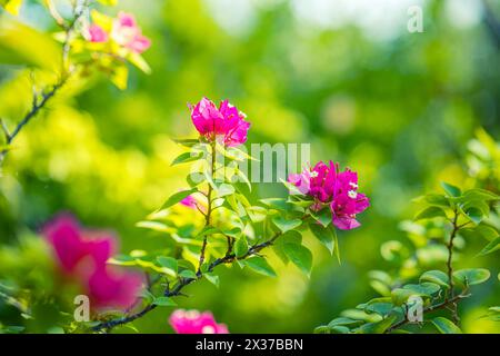 Belles fleurs de Bougainvillea et arbre de plante de bougainvilliers en été feuillage luxuriant saison des pluies (Bougainvillea glabra Choisy). les fleurs sont de couleur rose Banque D'Images