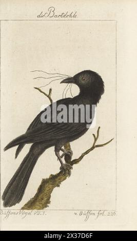 Drongo à crête pileuse, Dicrurus hottentottus. Die Bartdohle, Hottentotten Rabe, le Drongo à crinière, Corvus hottentottus. Gravure sur cuivre colorée à la main d’après une illustration de François-Nicolas Martinet de l’édition de Bernhard Christian Otto de Naturgeschichte der Vogel, histoire naturelle des oiseaux, Ben Joachim Pauli, Berlin, 1781, du Comte de Buffon. Banque D'Images