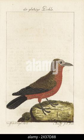 Capucine ou veau, Perissocephalus tricolor. Originaire d'Amérique du Sud, de Colombie, du Venezuela, du Brésil et des Guyanes. Die glatzige Dohle, Monedula cayennensis, Corvus calvus, Choucas chauve de Cayenne, Corbeau chauve, Gymnocephalus calvus. Gravure sur cuivre colorée à la main d’après une illustration de François-Nicolas Martinet de l’édition de Bernhard Christian Otto de Naturgeschichte der Vogel, histoire naturelle des oiseaux, Ben Joachim Pauli, Berlin, 1781, du Comte de Buffon. Banque D'Images