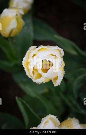 Gros plan de tulipe couleur crème avec des gouttes de pluie d'en haut Banque D'Images