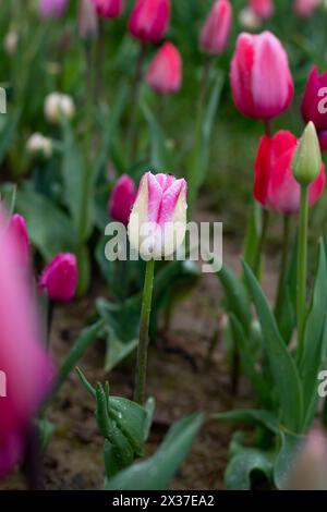 Tulipes roses et blanches poussant dans un champ Banque D'Images