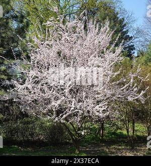 Cerisier prune avec des branches couvertes de belles fleurs en floraison printanière Banque D'Images