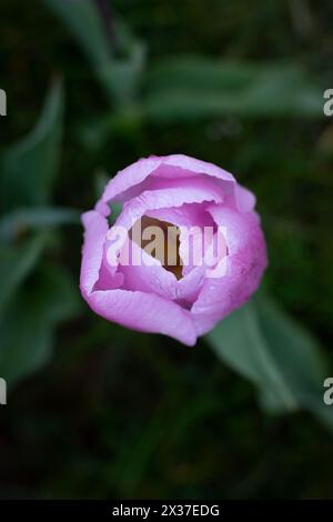 Gros plan d'en haut d'une jolie tulipe rose Banque D'Images