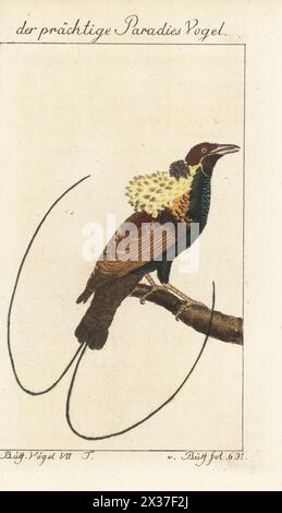 Magnifique oiseau de paradis, Diphyllodes magnificus. Der prachtige Paradies Vogel, Der Sichelschwanz-Paradiesvogel, le Paradisier magnifique, le magnifique de la Nouvelle Guinee, le Manucode a bouquets, Cicinnurus magnificus. Gravure sur cuivre colorée à la main d’après une illustration de François-Nicolas Martinet de l’édition de Bernhard Christian Otto de Naturgeschichte der Vogel, histoire naturelle des oiseaux, Ben Joachim Pauli, Berlin, 1781, du Comte de Buffon. Banque D'Images