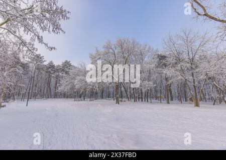 Parc forestier de pins enneigé avec arbres givrés par une journée d'hiver ensoleillée et lumineuse. Scène de forêt saisonnière froide. Art naturel pittoresque blanc et paisible en plein air Banque D'Images