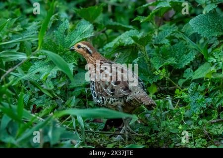 Perdrix de bambou de montagne ou Bambusicola fytchii à Khonoma dans le Nagaland, Inde Banque D'Images