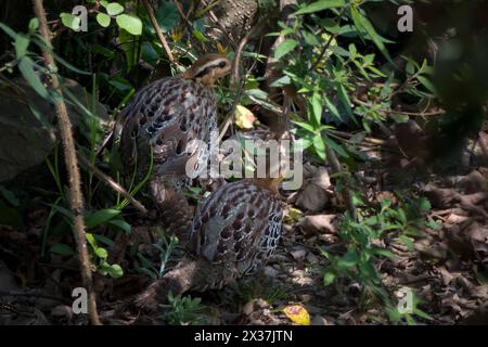 Perdrix de bambou de montagne ou Bambusicola fytchii à Khonoma dans le Nagaland, Inde Banque D'Images