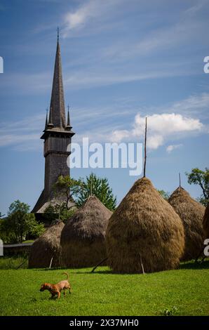 Église en bois typique de Maramures, Roumanie avec des bottes de foin, une façon traditionnelle de stocker le foin et un chien vizsla jouant le jour ensoleillé d'été Banque D'Images