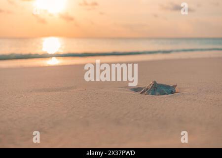 Coquillage sur la plage de sable avec flou de l'océan bokeh en arrière-plan et lumière du coucher du soleil se reflétant sur la coquille. Calme nature paisible, inspirer le bord de mer Banque D'Images