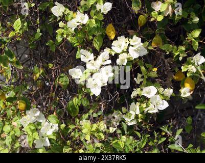Blanc Bougainvillea fleurs Muscat Oman Banque D'Images