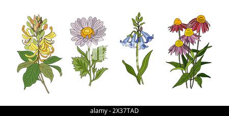 Ensemble d'illustrations vectorielles colorées de fleurs sauvages. Illustration de Vecteur