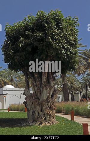 Figuier sacré (ficus religiosa) dans les jardins de l'Hôtel Chedi Muscat Banque D'Images