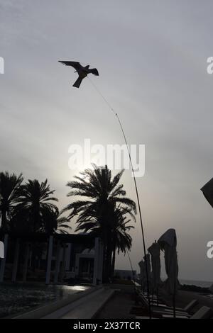 Hawk Scarer Kite utilisé comme un moyen de dissuasion pour le vol des oiseaux au-dessus de la piscine à débordement par Walkway au Chedi Hotel Muscat Oman Banque D'Images