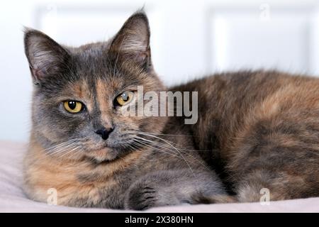 British shorthair cat Banque D'Images