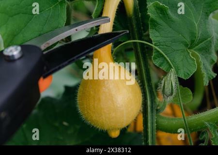 Courge rouge kuri ou courge à l'oignon dans un jardin écologique, cucurbita maxima Banque D'Images