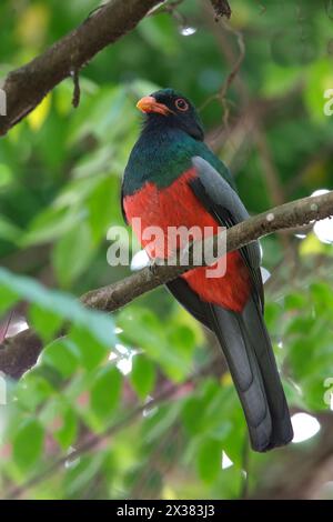 Composition verticale, Trogon à queue lateuse (Trogon massena), mâle adulte, perché sur une branche de forêt, près de la rivière Sarapiqui, Costa Rica février 2014 Banque D'Images