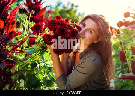 Portrait d'un jardinier souriant tenant bouquet de dahlias pompons rouges dans le jardin d'été au coucher du soleil. Femme cueillant des fleurs les sentant. Récolte d'été Banque D'Images