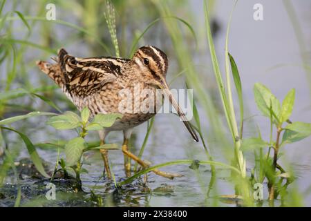 Fantail Snipe (Gallinago gallinago), adulte, se promenant dans les herbes, Hong Kong octobre 2013 Banque D'Images