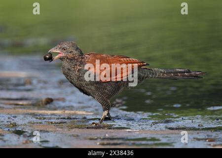 Vue latérale du Grand Coucal (Centropus sinensis), adulte non reproducteur, Hong Kong septembre 2013 Banque D'Images