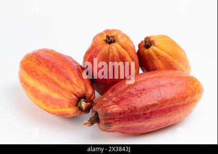 Groupe de fruits de cacao de couleur orange isolé sur fond blanc de studio vue rapprochée Banque D'Images