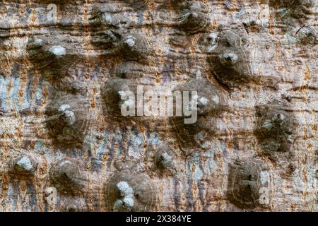 Gros plan sur les épines sur le tronc de l'arbre Kapok, arbre de coton en soie rouge, arbre Bombax ceiba. Texture et motif des épines sur la surface de l'arbre Kapok Banque D'Images