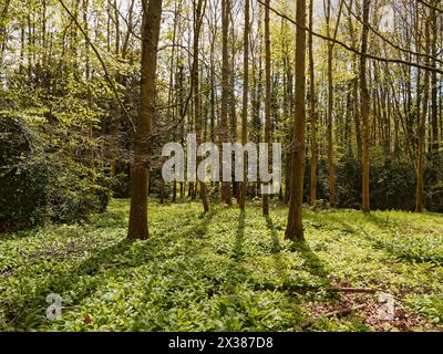 Lumière du soleil filtrant à travers de grands arbres dans une forêt dense et verte avec tapis de ramsons sur le sol à Coleshill Cuckoo Pen Plantation, Wiltshire, Angleterre Banque D'Images