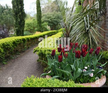 Terre cuite avec tulipes Banque D'Images