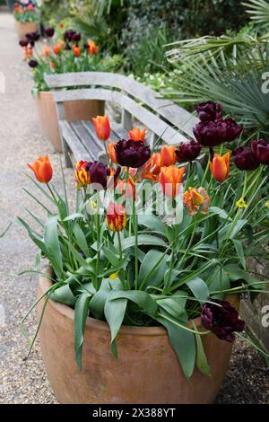 Terre cuite avec tulipes Banque D'Images