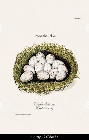 Vintage Bird Nest illustration d'un livre vintage présentant une précieuse collection de nids et d'œufs d'une variété d'oiseaux. Circa 1770. Banque D'Images