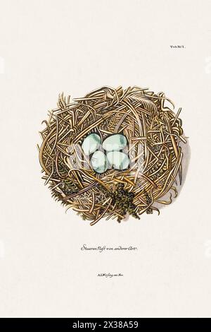 Vintage Bird Nest illustration d'un livre vintage présentant une précieuse collection de nids et d'œufs d'une variété d'oiseaux. Circa 1770. Banque D'Images